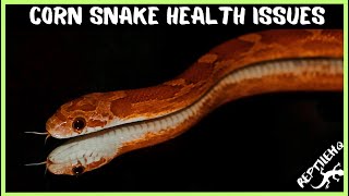 Uncovering the Most Common Health Issues Facing Corn Snakes!