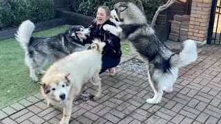 Giant Husky Sees Owner After 10 Days Apart!! We Don't Deserve Dogs! (Cutest Ever!!) Funny Ending