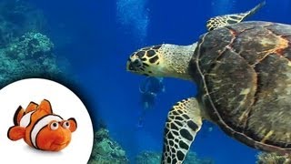 Fantastic underwater shots of sea turtles, seahorse, and a jellyfish screenshot 4