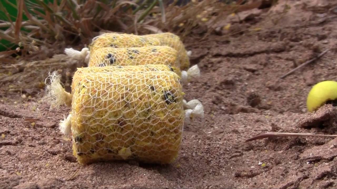 Pêche De LA Carpe 2016 De Nuit En Rivière