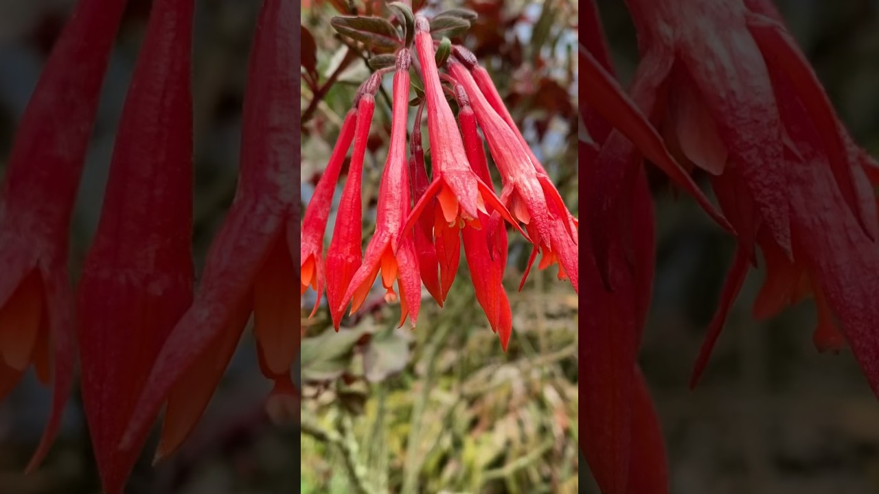 Fuchsia Gartenmeister