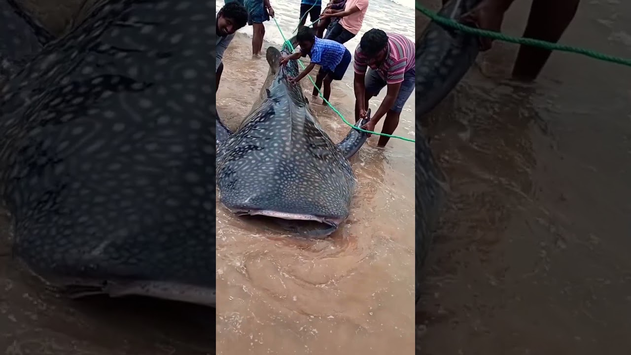 BIG FISH at CHIRALA BEACH. 