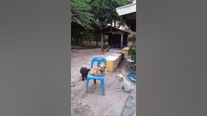 #มองไปที่หน้าบ้านครับ#มีหมาเดินผ่านหน้าบ้าน
