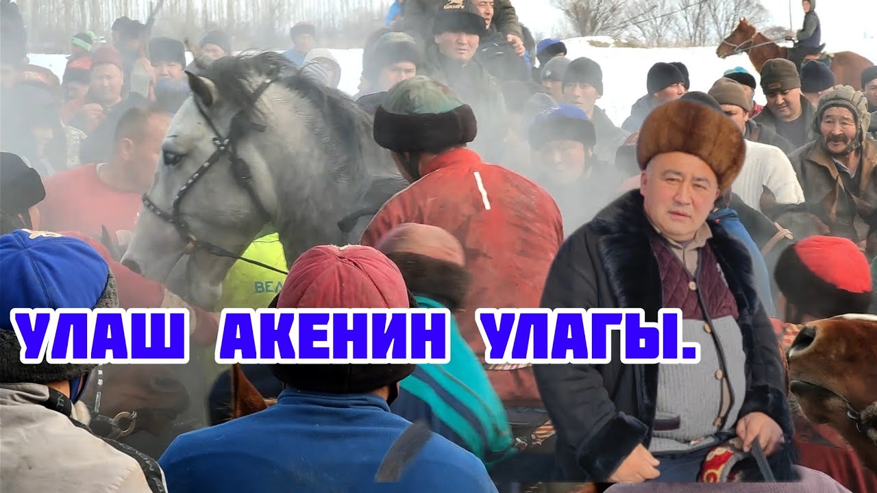 Аксыдагы аламан улак. Улаш акенин улагы ( соңку бөлүм)