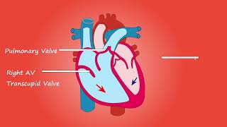 Heart   4055 No Copyright Video, Background, Motion Graphics, Animated Background screenshot 2