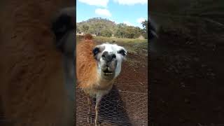 Grumpy Llama VS. Man! #Shorts