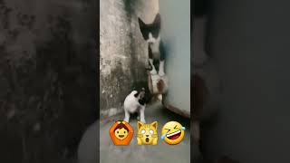 Fuc You Bich Kittens Abused Haa Cat Punished