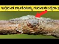 ಕಣ್ಣೆದುರಿಗಿದ್ದರೂ ಕಾಣದ ಜೀವಿಗಳು I Camouflage Animals in Kannada | Part 2