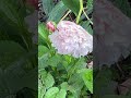 Ivory Peony