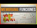 Funciones de la Membrana Plasmática