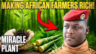 African Farmers Are Getting RICH Growing Bamboo - Here's How!
