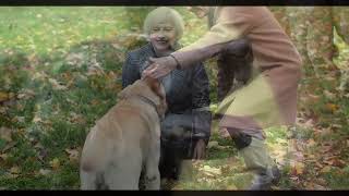 How Much Can Dogs Understand: The Science of Canine Communication