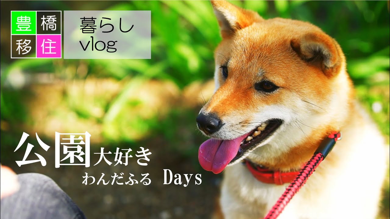 犬と過ごすかわいい休日【猫派の再発見】 YouTube