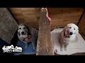 犬舎大好きリリーとおやつがもらえるなら行こうかなというベルです Great Pyrenees グレートピレニーズ