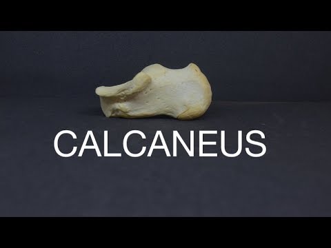वीडियो: कैल्केनस से कौन सी मांसपेशी जुड़ी होती है?