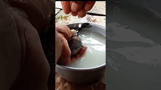 The Correct Way to Bathe a Turtle Dove