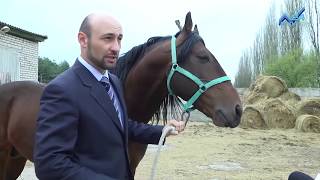Карачаевская порода лошадей (01.05.2015)
