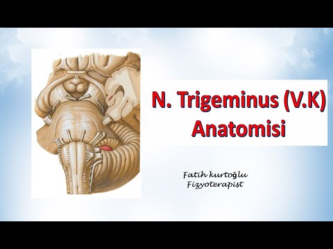 Nervus Trigeminus | Neuroanatomy | Nöroanatomi Konu Anlatımı -19