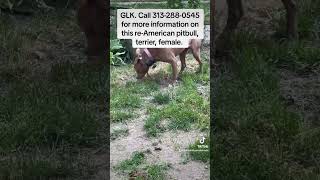 Call 313-288-0545 for more information on  an American pitbull terrier that is free
