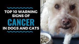 Top 10 Warning Signs of Cancer in Dogs and Cats: Vlog 81