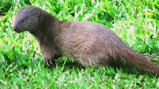 Mongoose Evening snacks