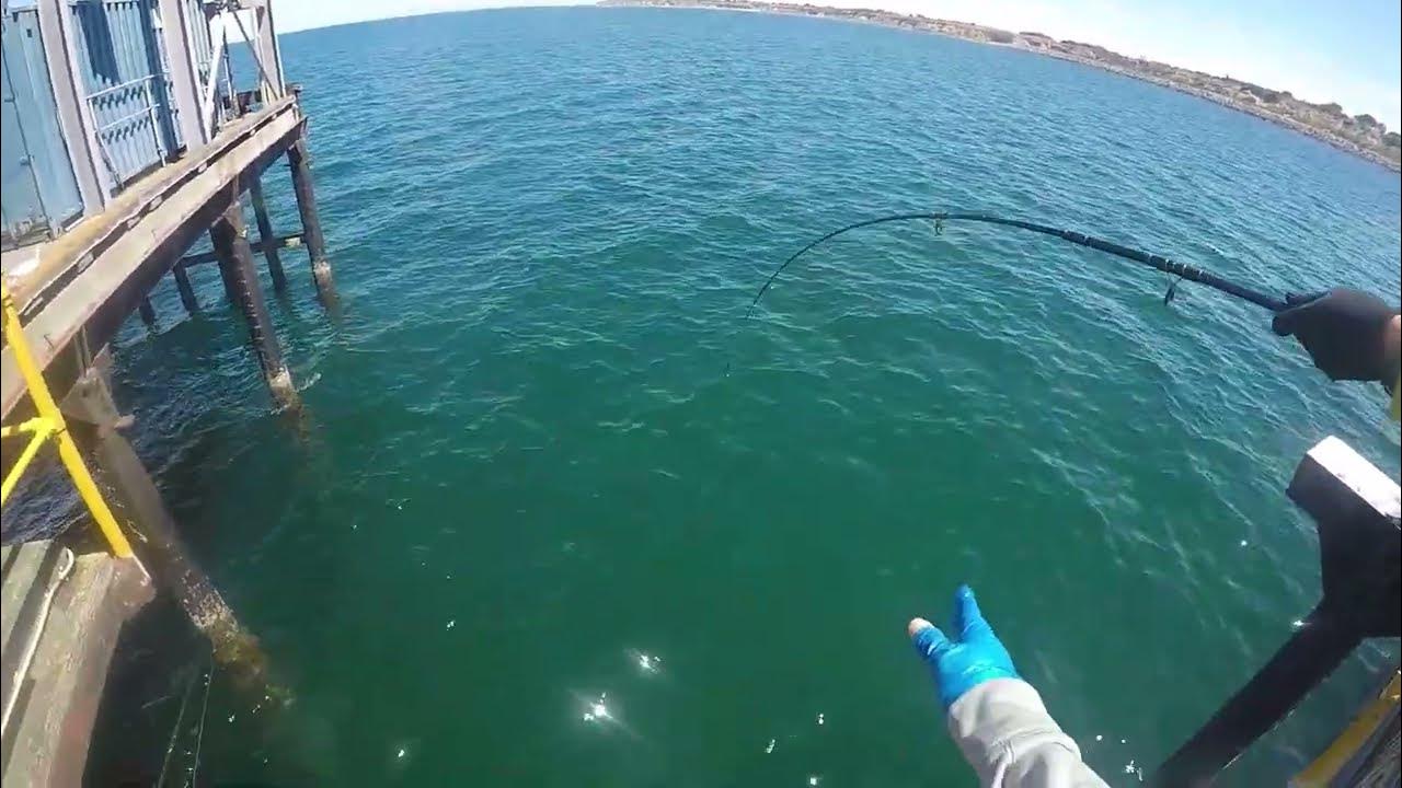 Jetty Fishing in South Australia EP2 YouTube