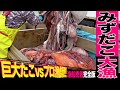 船酔い注意⚠️たこ延縄漁のすべてを見せる超ディープな完全版【前編】うねる海の上、漁師たちのリアルな仕事場をのぞき見!👀