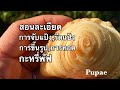 คลิปการสอนทำกะหรี่พัฟกรอบนาน เน้นรายละเอียดต่างๆทุกขั้นตอน By Pupae