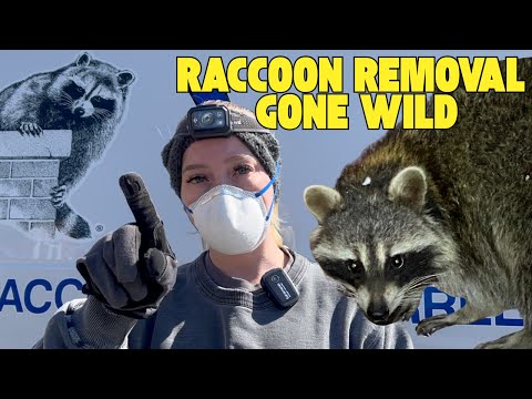 Raccoons In The Attic!? Wait Until You See What Was Inside The Wall