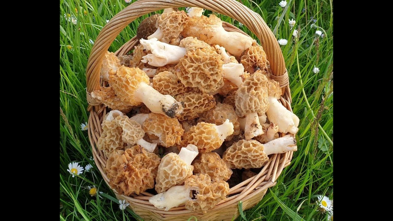 Morilles du premier Mai 2023 Festival