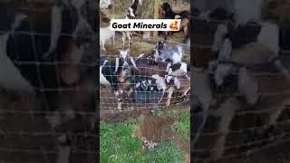 Goat Mom Life Is The Best Life