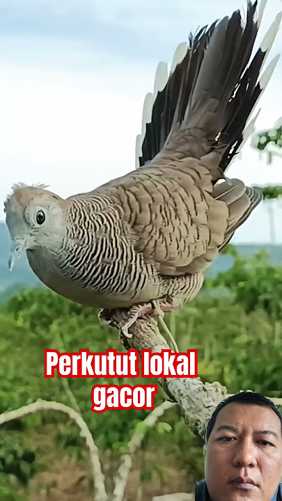 Perkutut lokal gacor #perkutut