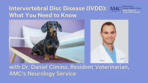 Intervertebral Disc Disease (IVDD): Diagnosis, Tre...