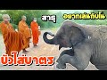 บัวบานใส่บาตร❗️รีบวิ่งมาเล่นกับโนโน๊ะएक हाथी,elephant