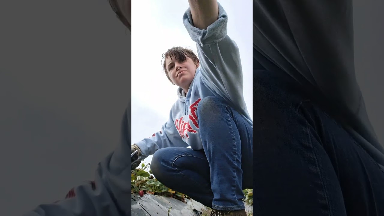 Rainy morning on the farm 🌧 