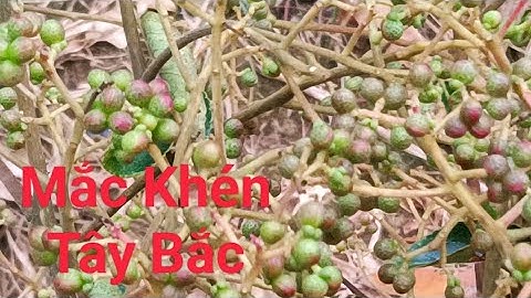 Hành trình đi tìm quả Mắc Khén và cây Mắc Khén con.
