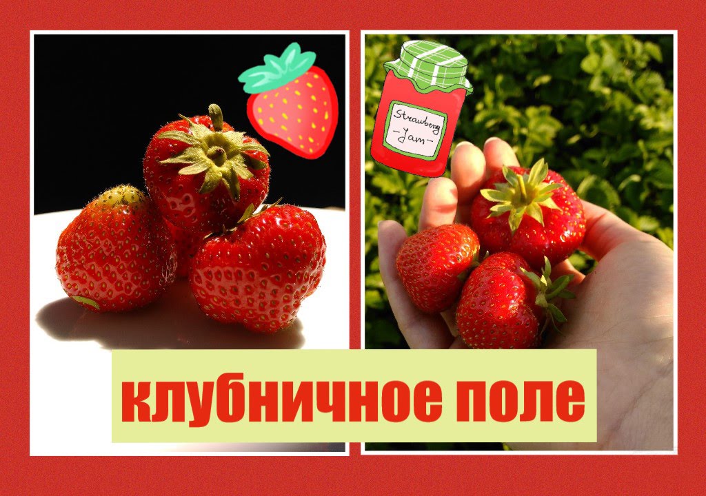 Земляничные Поля Интернет Магазин