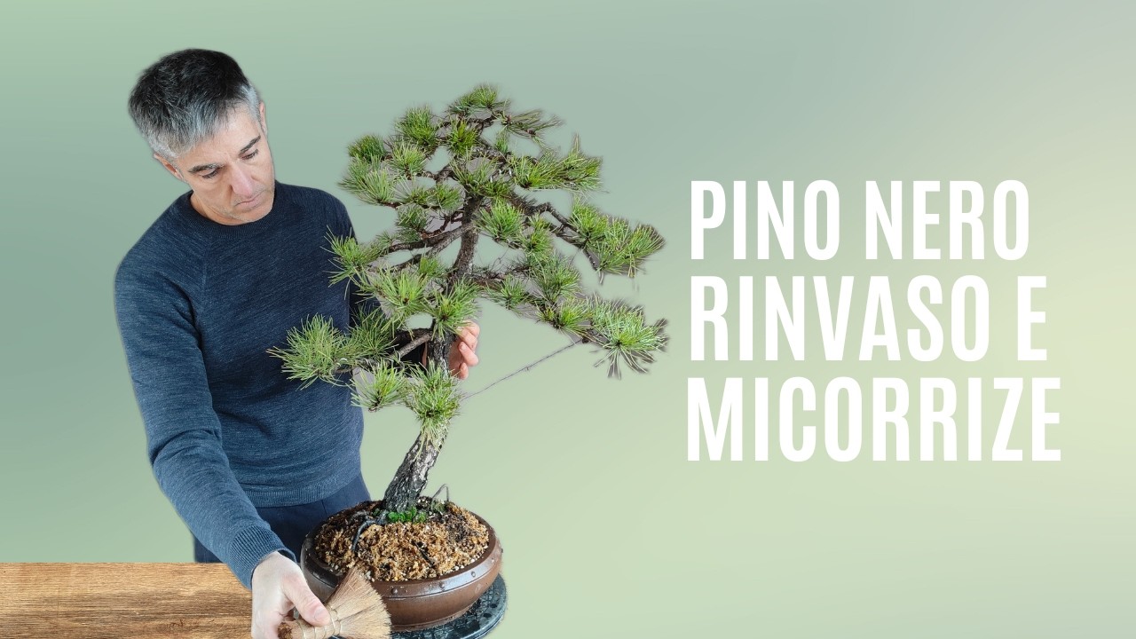 COME FARE un RINVASO di PINO NERO, scelta del SUBSTRATO  e ruolo delle MICORRIZE