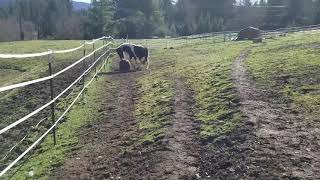 Horse Throws Tantrum Over Lost Ball