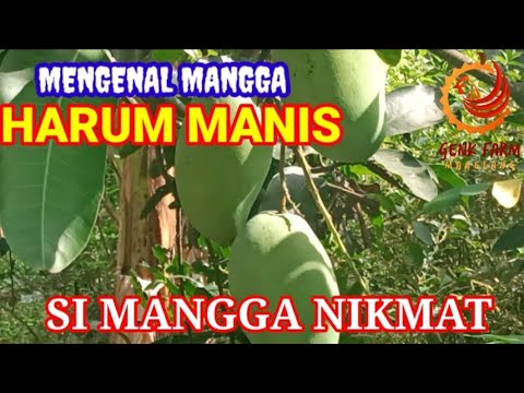 Harum Manis Mango