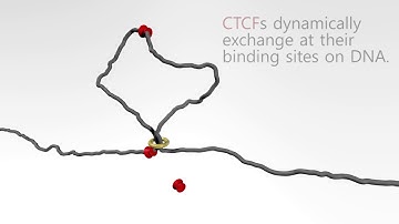 Loop Extrusion Waltz