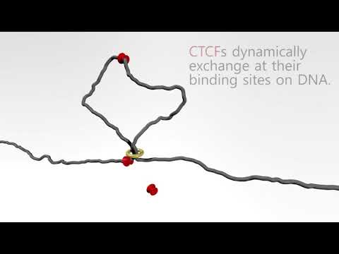 Wideo: Analizy Porównawcze Zajętości CTCF I BORIS Ujawniają Dwie Odrębne Klasy Regionów Genomowych Wiążących CTCF