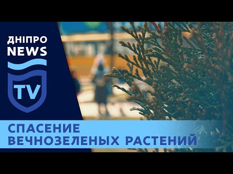 В Днепре разгорелся скандал из-за туй