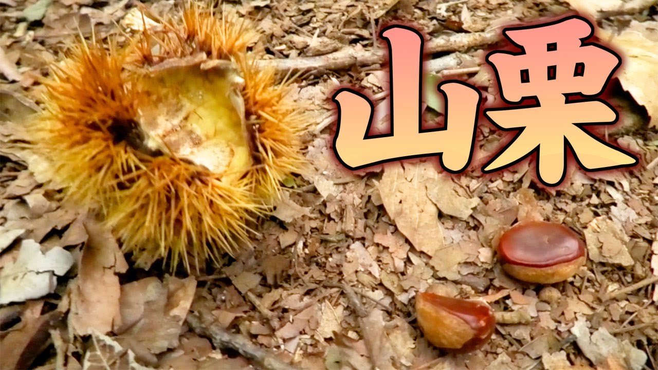 ヤマグリを拾ったら山栗ご飯 Youtube