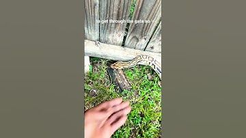 “De waarheid over het gedrag van Birmese pythons in gevangenschap!”