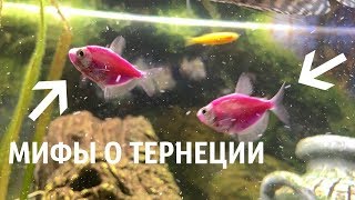 ТЕРНЕЦИЯ ГЛОФИШ 2.0 | МИФЫ О ТЕРНЕЦИИ | КОРМИМ РЫБОК!