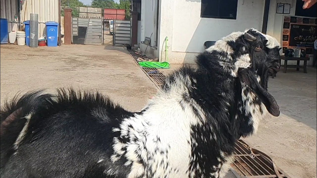 Faisal Goat Ranch And Sheku Sultan Andul No 1 Collection.