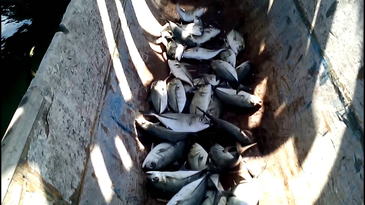 KSL Paddakauang : Panen Ikan Kuwe | Fish Harvesting Kuwe