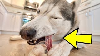 How To Naturally Clean Dog's Teeth!