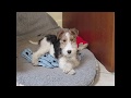 Flender : Wire Fox Terrier - First year in new home の動画、YouTube動画。